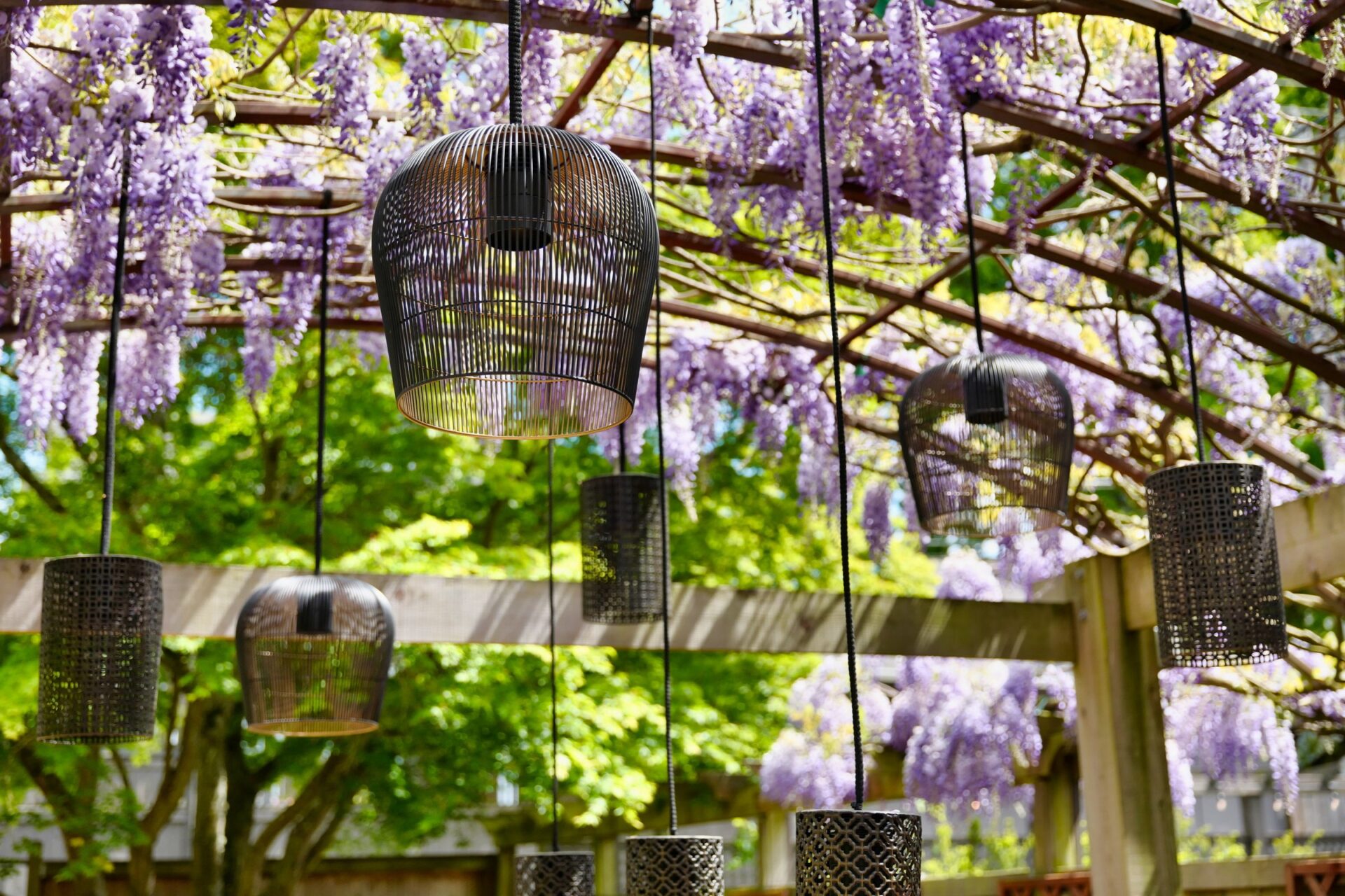 Hanging lanterns under a wooden pergola adorned with blooming purple wisteria. Sunlight filters through the leaves, creating a peaceful outdoor ambiance.