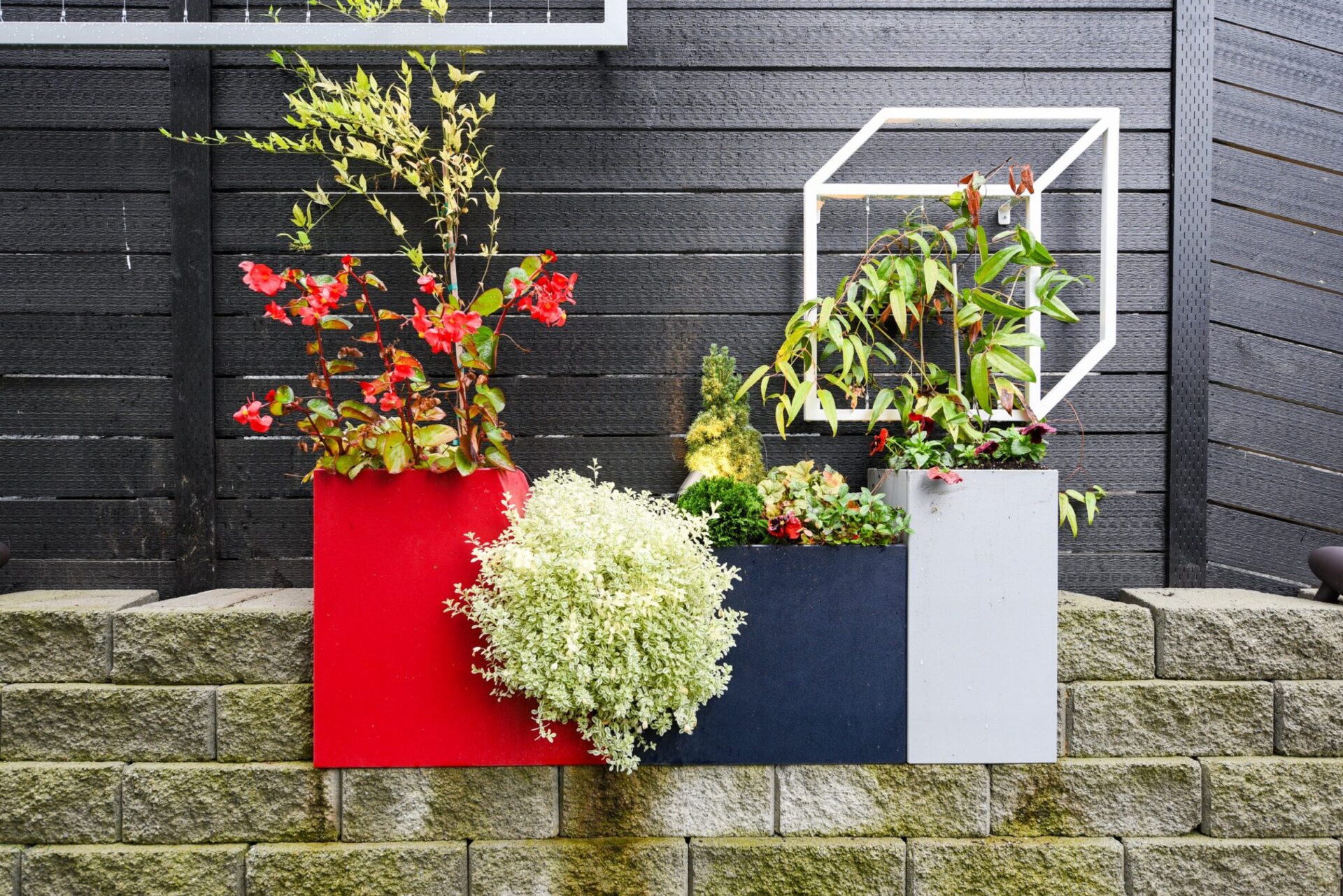 Colorful geometric planters with various plants against a dark wooden wall. A cube outline is attached above, adding a modern artistic touch.