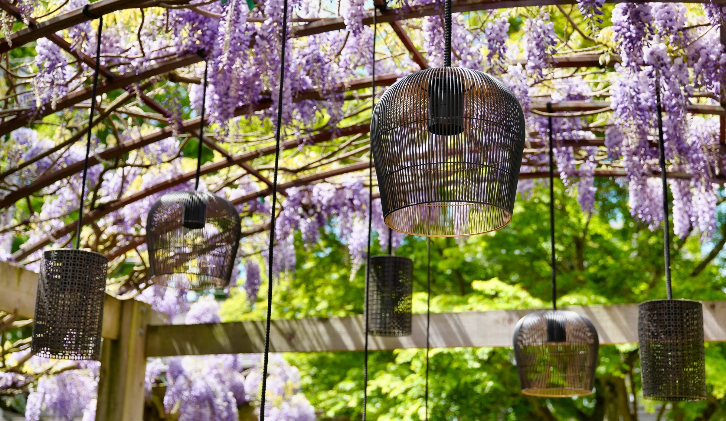 Hanging lanterns beneath a pergola adorned with blooming purple wisteria. Sunlight filters through leaves, creating a serene and enchanting garden setting.