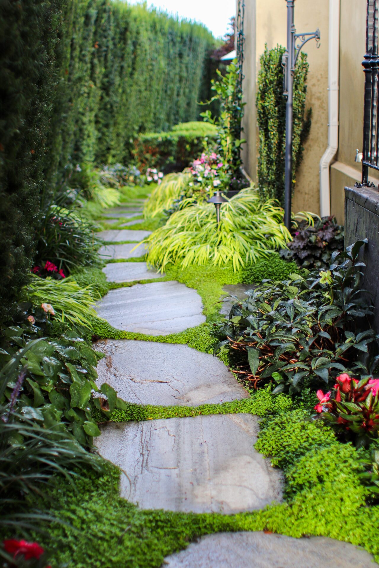 A narrow stone path winds through a lush garden with vibrant plants and flowers, flanked by hedges and a building wall.