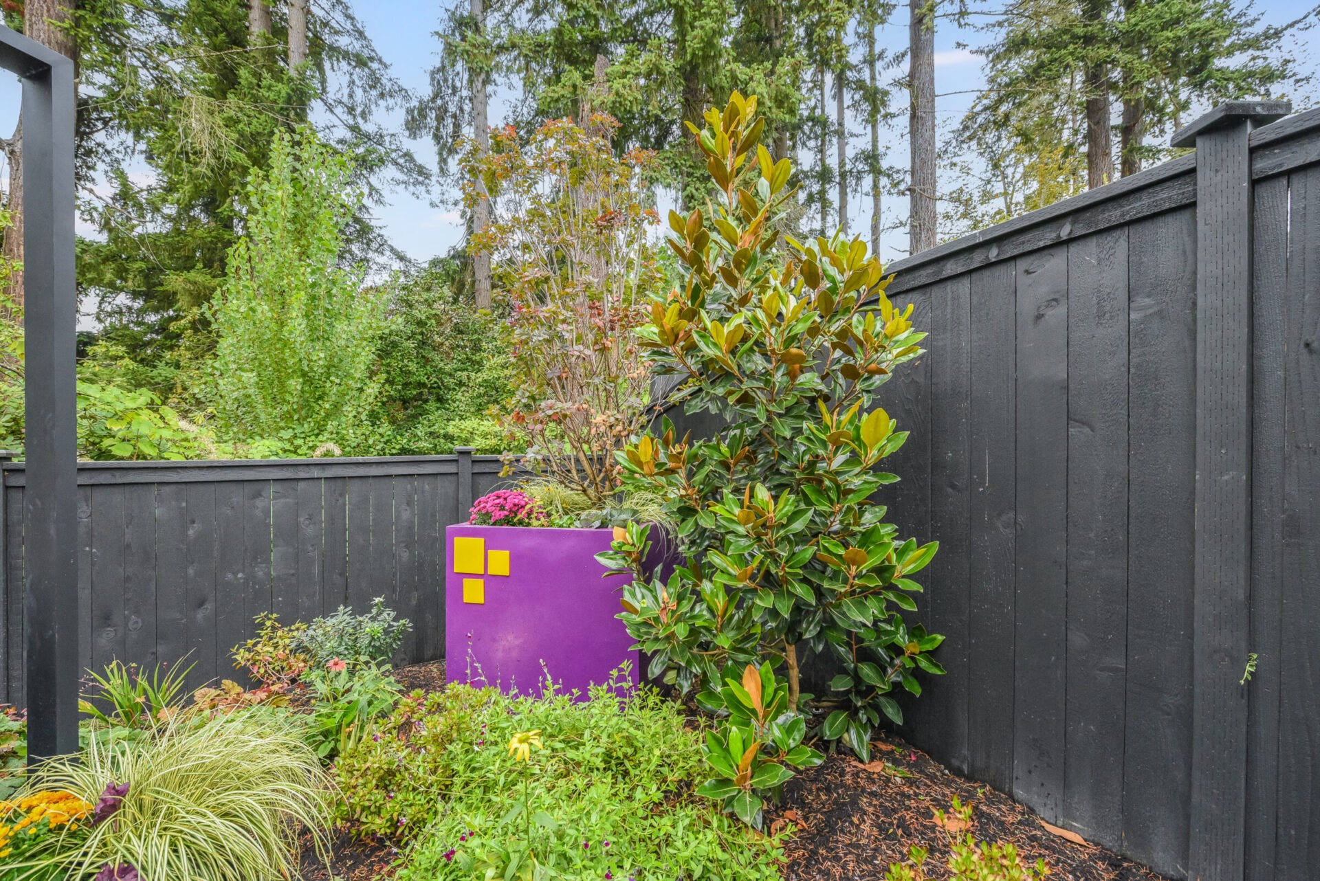 A vibrant garden with a purple planter and lush greenery is enclosed by a tall, black wooden fence amidst towering trees.