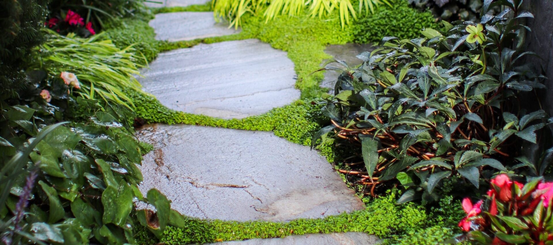 A stone path winds through a lush garden, surrounded by green plants and vibrant flowers, creating a serene and inviting atmosphere.