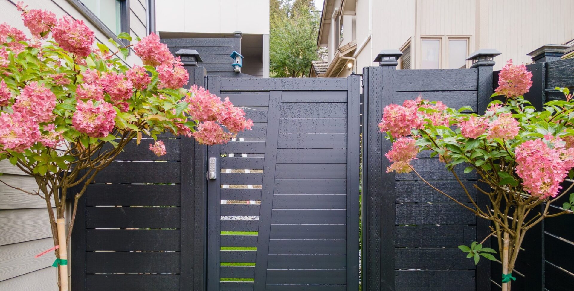 A black modern fence with a closed gate is flanked by two blooming hydrangea trees in a residential setting.