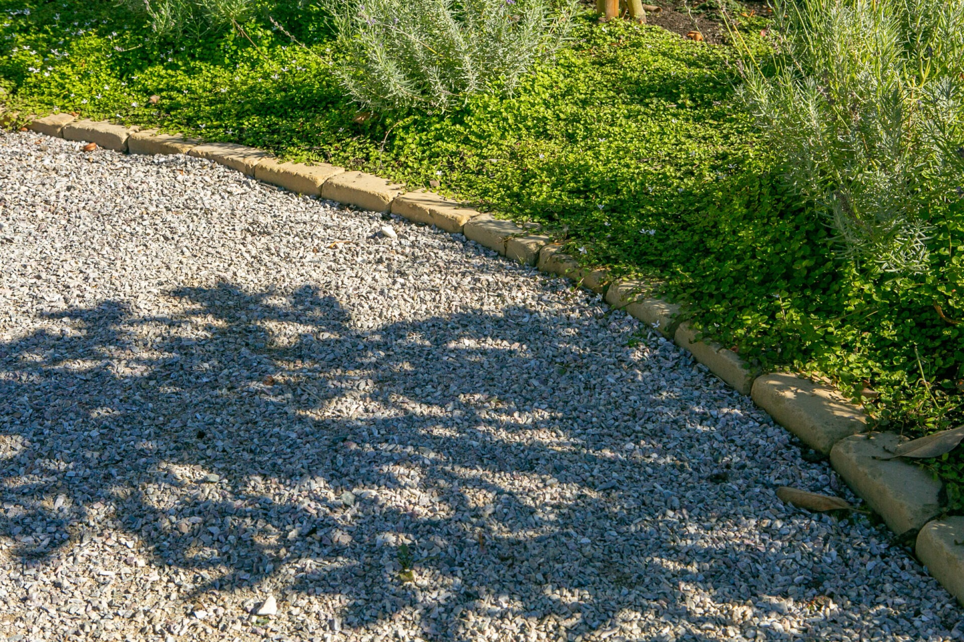 A gravel path curves through lush green plants, bordered by stone slabs. Shadows of nearby foliage create intricate patterns on the ground.