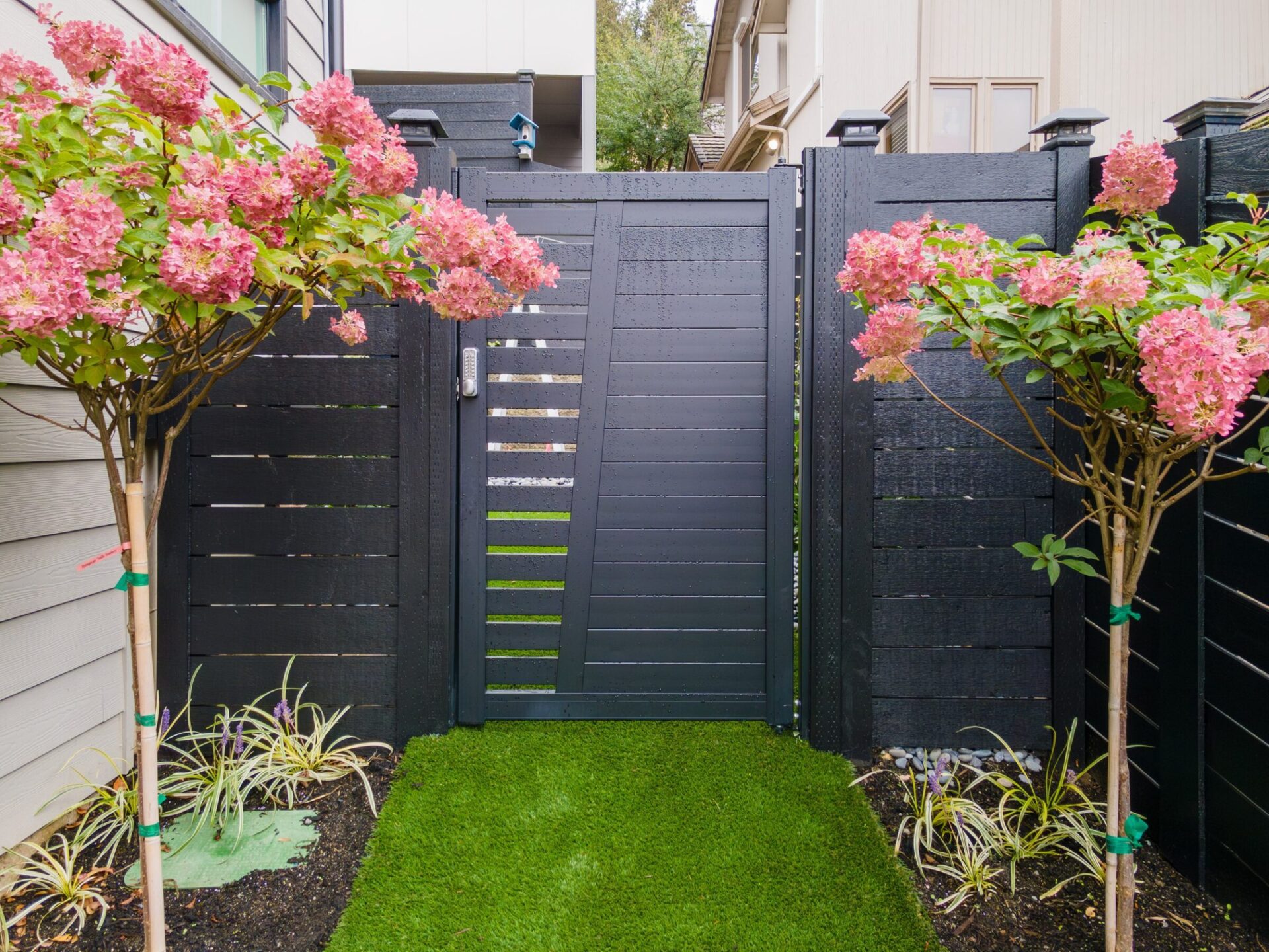 A wooden gate is flanked by tall black fences and blooming hydrangea trees above a lush green lawn in a narrow outdoor space.