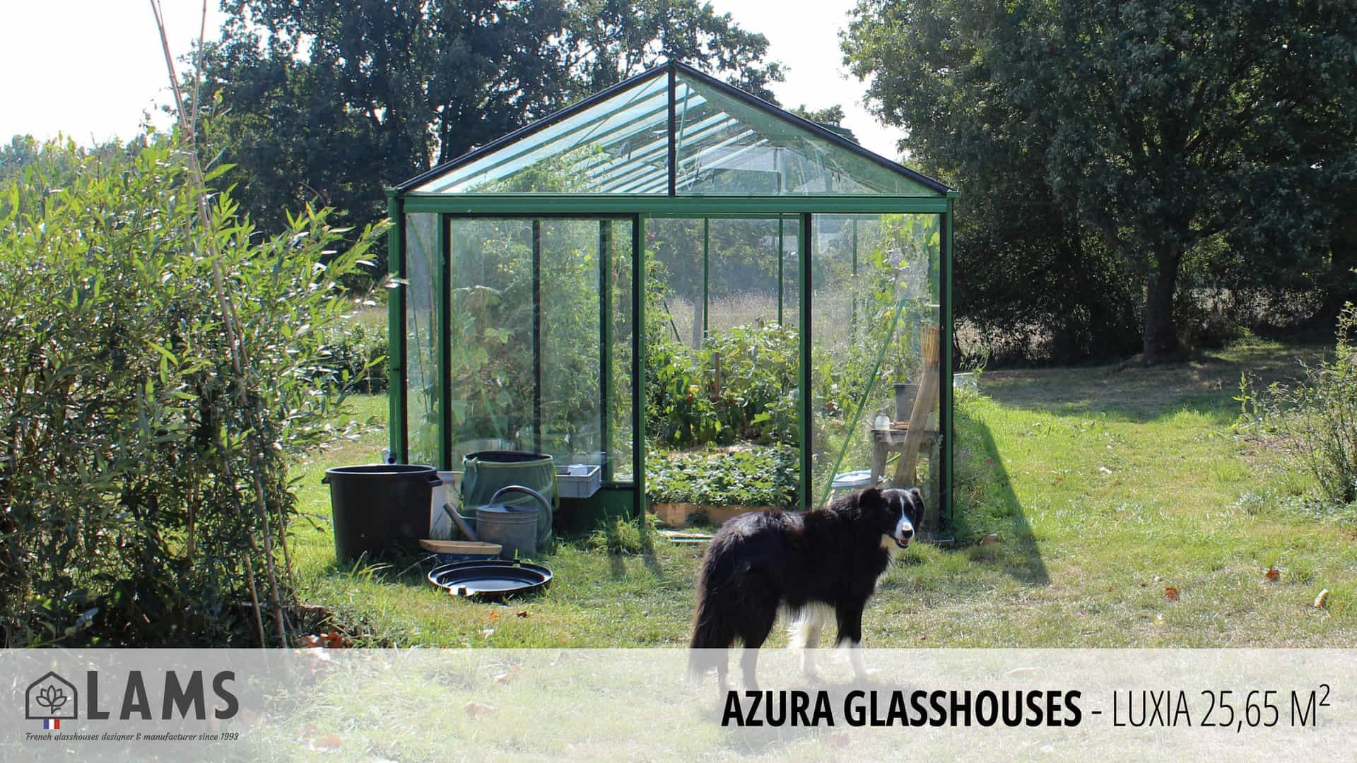 A green glasshouse stands in a garden. A dog is in the foreground, surrounded by lush greenery and trees under a clear sky.
